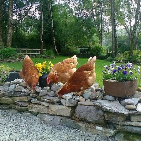 Bed and breakfast Lissyclearig Thatched Kenmare