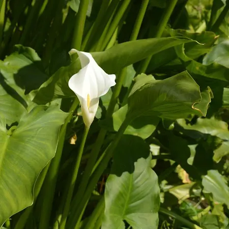 Couette-café Lissyclearig Thatched 3*