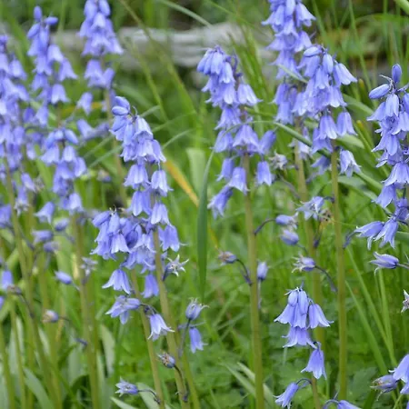Lissyclearig Thatched Kenmare