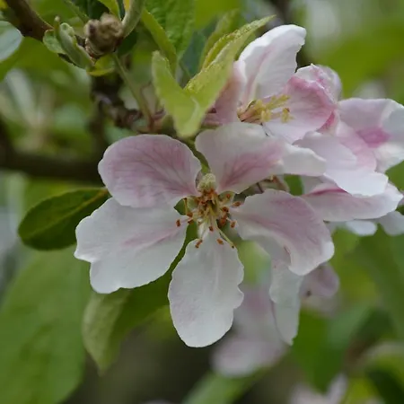 Couette-café Lissyclearig Thatched 3*