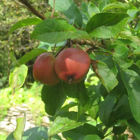 Lissyclearig Thatched