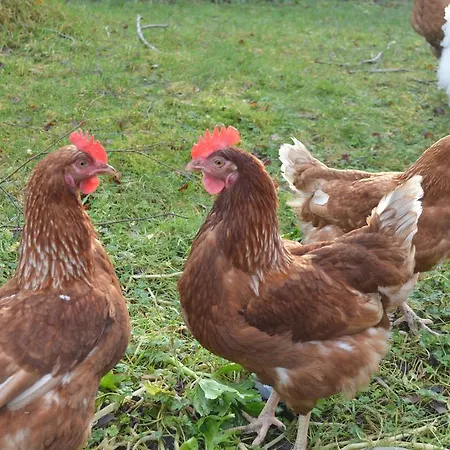 Lissyclearig Thatched Couette-café