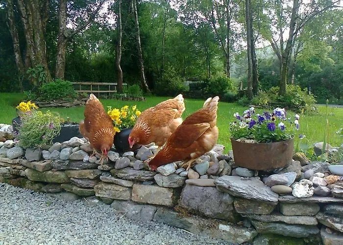 Bed & Breakfast Lissyclearig Thatched Kenmare