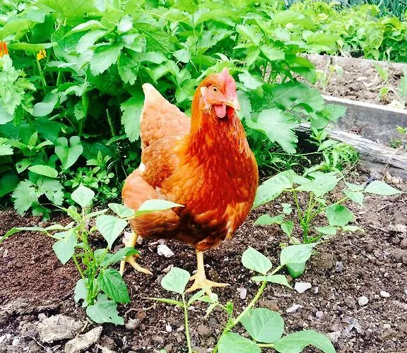 Lissyclearig Thatched 3*