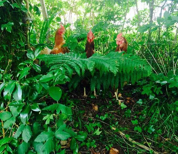 Lissyclearig Thatched 3* 켄마어