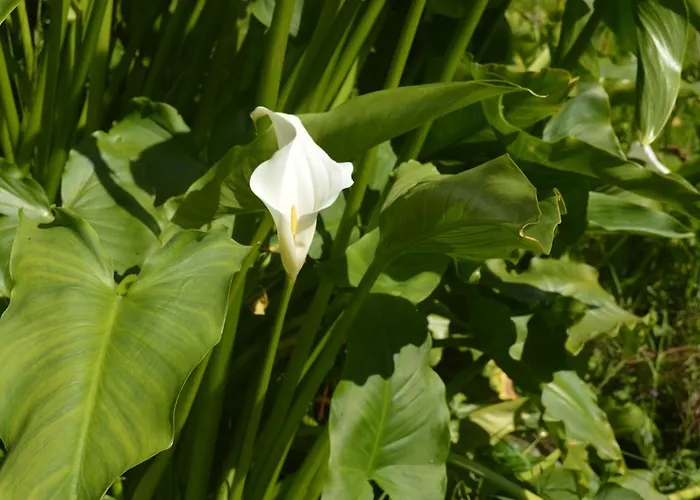 B&B Lissyclearig Thatched 3*