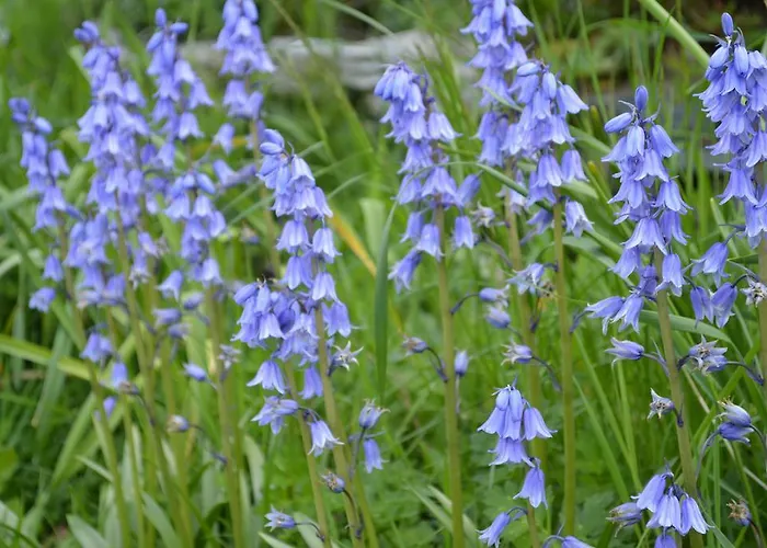 Lissyclearig Thatched 켄마어