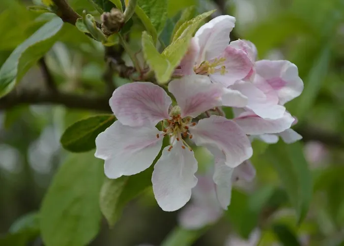 Bed & Breakfast Lissyclearig Thatched 3*