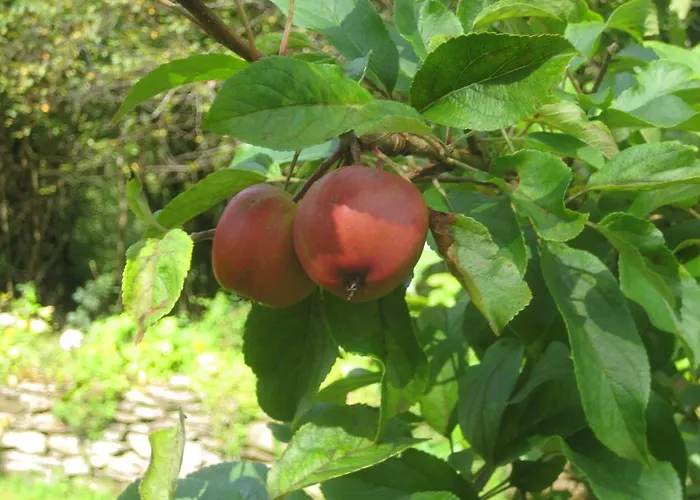 Lissyclearig Thatched