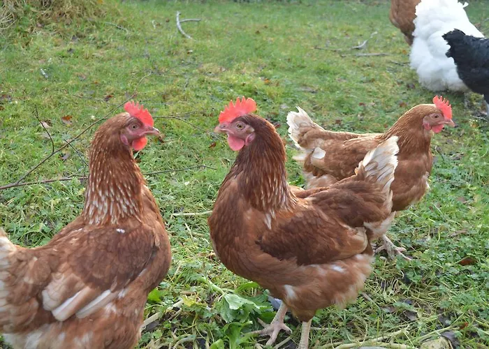 Lissyclearig Thatched Bed & Breakfast